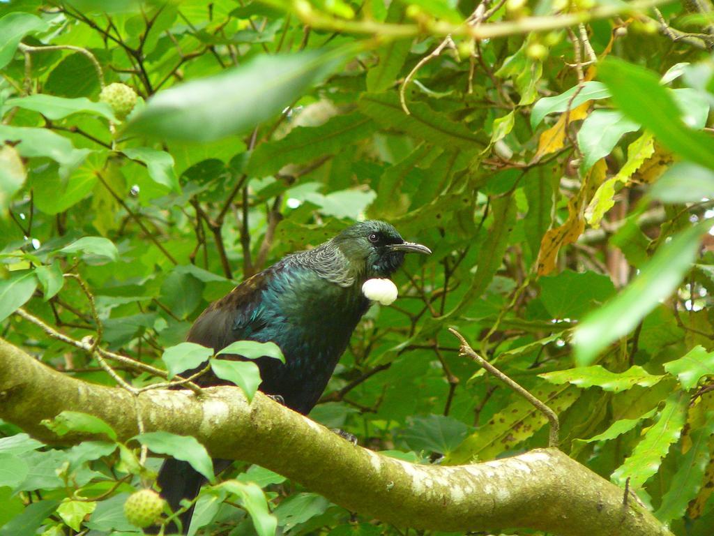 Mount Tutu Eco-Sanctuary Bed and Breakfast Ohauiti Buitenkant foto